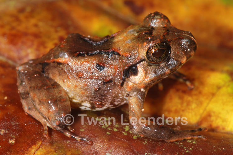 Craugastor megacephalus Craugastor megacephalus