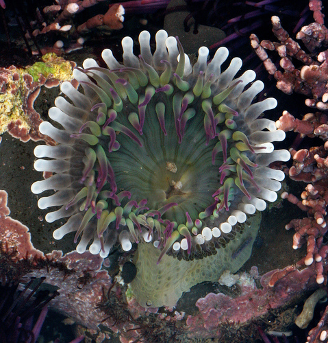 Anthopleura elegantissima Anthopleura elegantissima