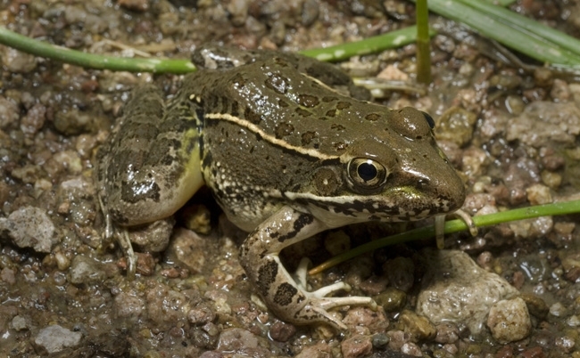 Rana yavapaiensis Rana yavapaiensis