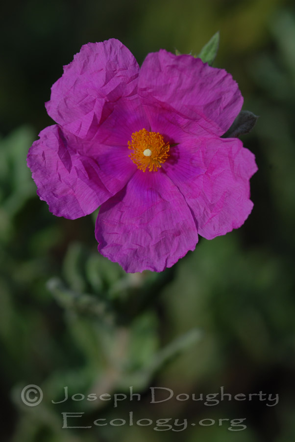 Cistus incanus