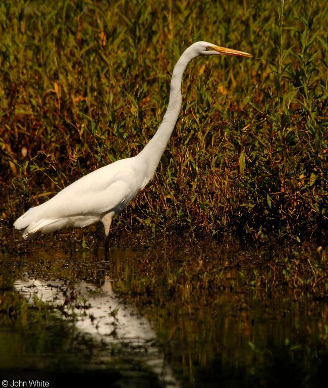 Ardea alba