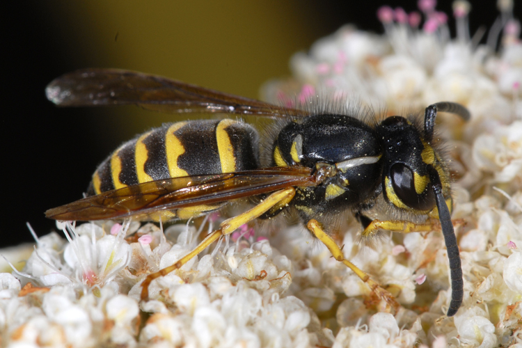 Vespula alascensis Vespula alascensis