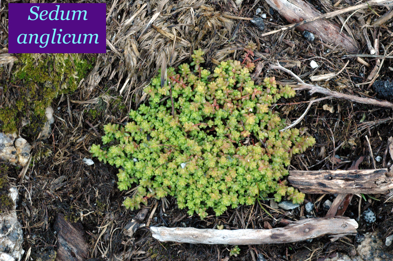 Sedum anglicum ssp. pyrenaicum Sedum anglicum ssp. pyrenaicum