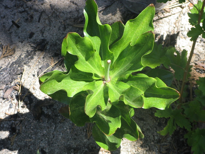 Lilium humboldtii ssp. ocellatum