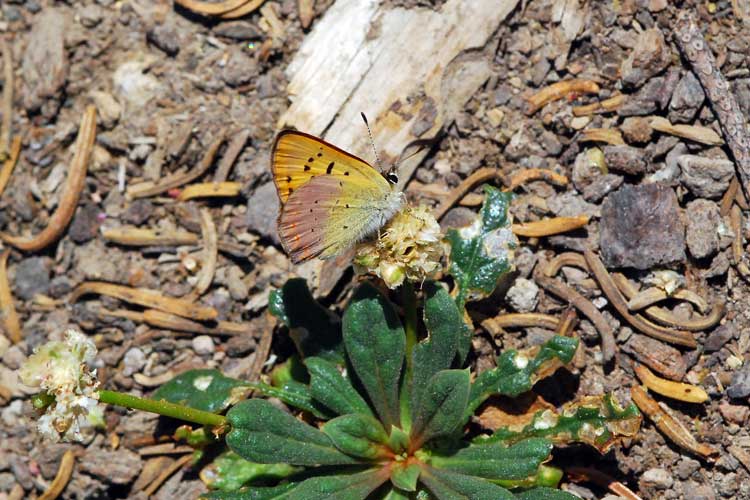 Tharsalea nivalis Tharsalea nivalis