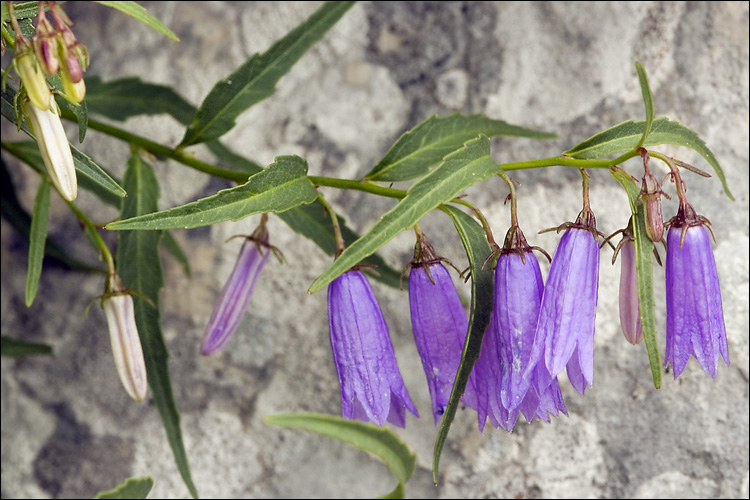 Campanula tommasiniana