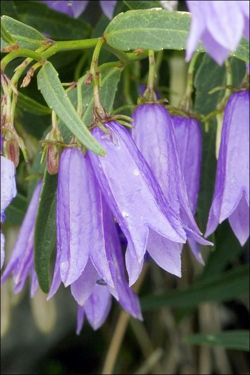 Campanula tommasiniana