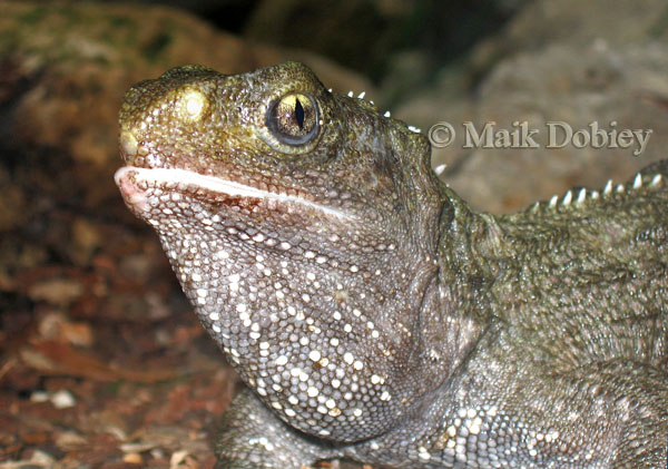 Sphenodon punctatus Sphenodon punctatus