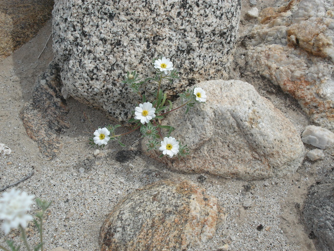 Monoptilon bellioides