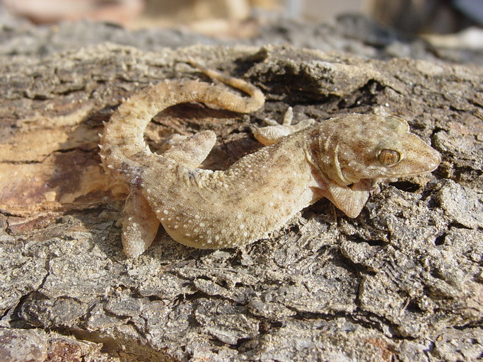 Hemidactylus brookii Hemidactylus brookii