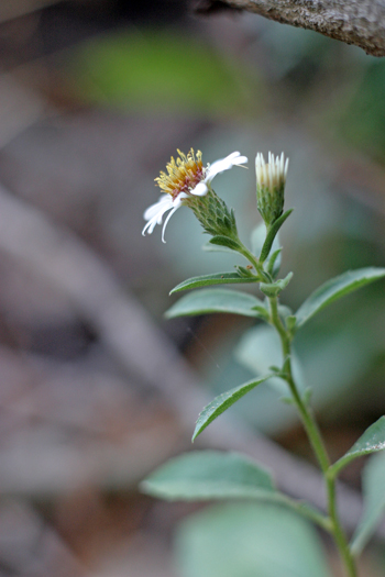 Eurybia radulina