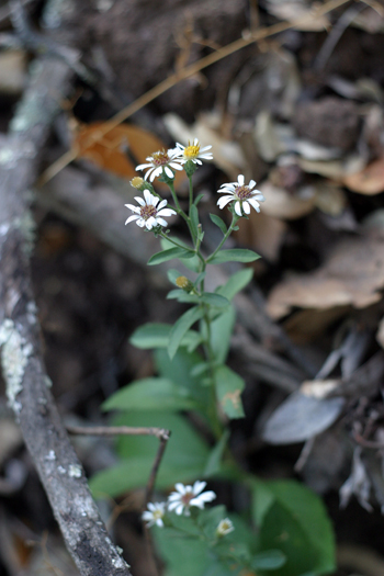 Eurybia radulina Eurybia radulina