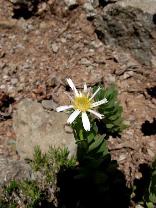 Doellingeria gormanii Doellingeria gormanii