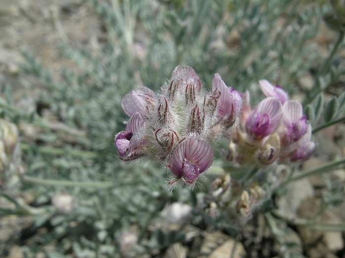 Astragalus austiniae Astragalus austiniae