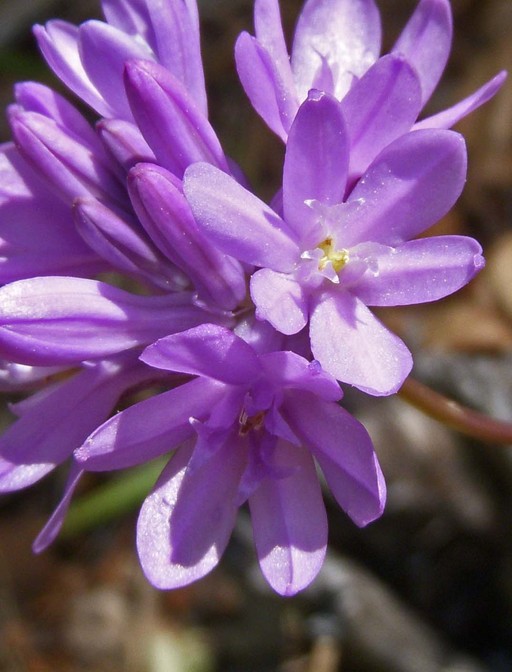 Dichelostemma congestum