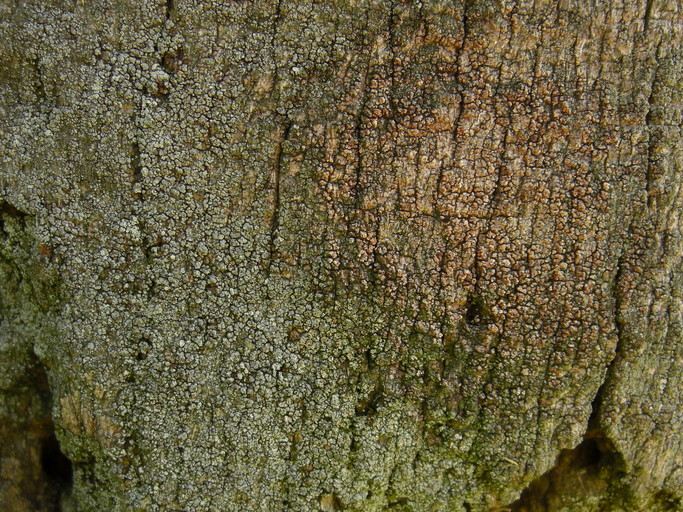 Lecania cyrtella