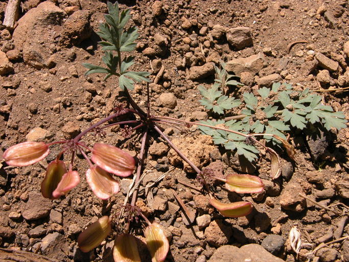Lomatium martindalei Lomatium martindalei