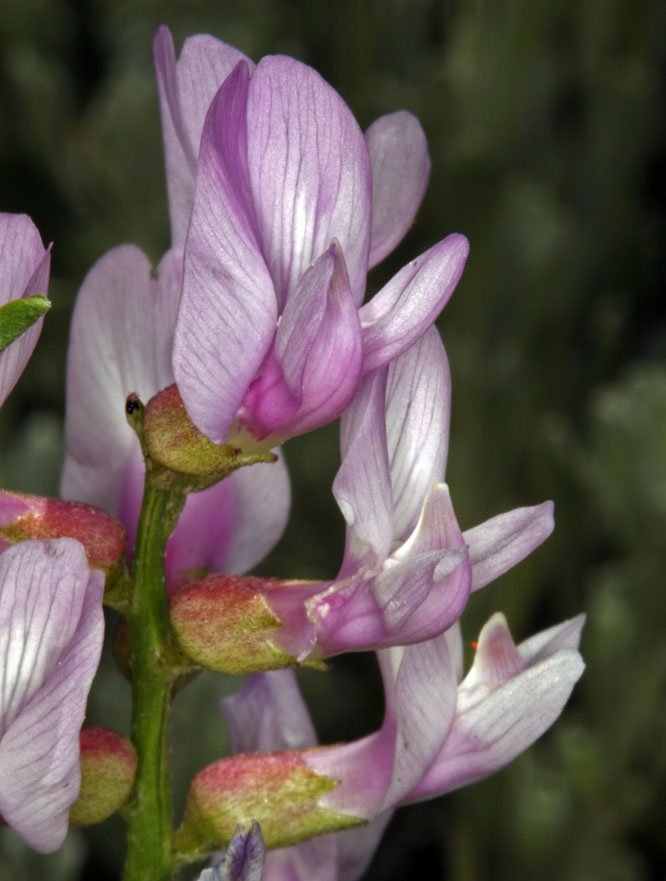 Astragalus whitneyi var. whitneyi Astragalus whitneyi var. whitneyi