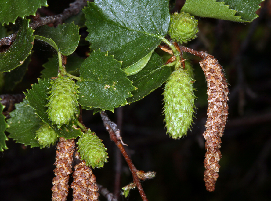 Alnus incana ssp. tenuifolia