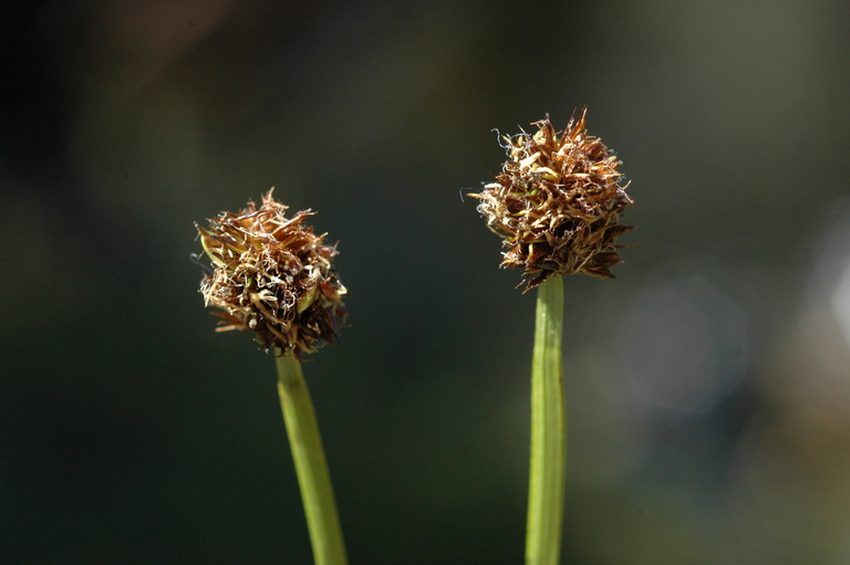 Carex vernacula