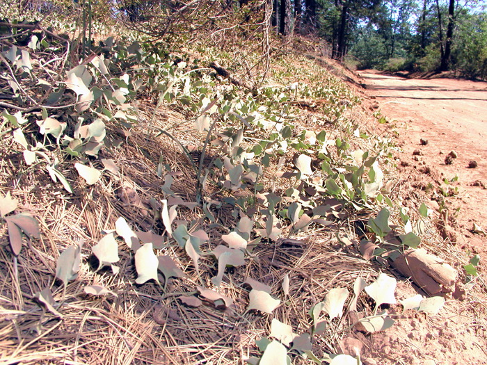 Calystegia atriplicifolia ssp. buttensis