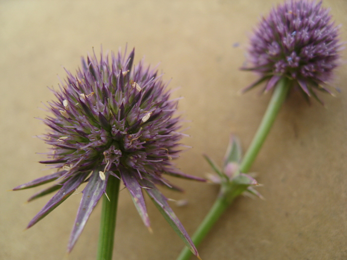Eryngium articulatum Eryngium articulatum