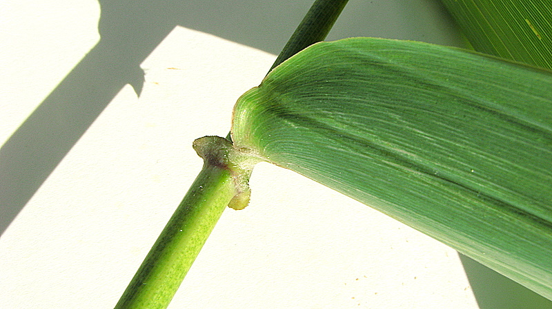 Parodiolyra micrantha