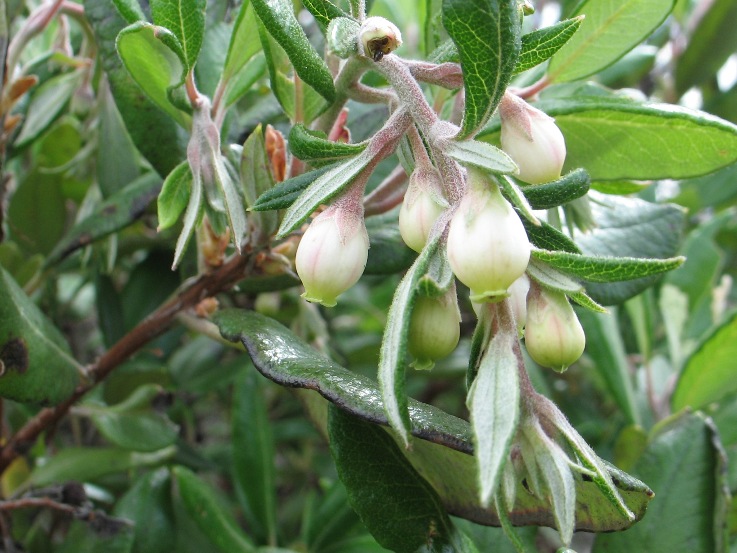 Xylococcus bicolor Xylococcus bicolor
