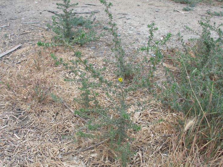 Centromadia parryi ssp. australis