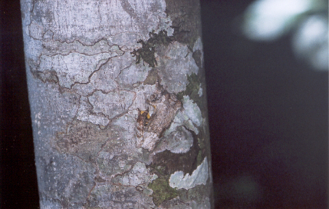 Dendropsophus marmoratus