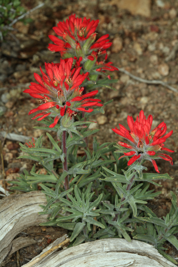 Castilleja chromosa