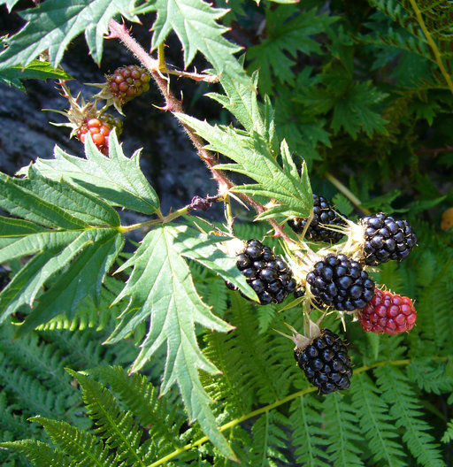 Rubus laciniatus