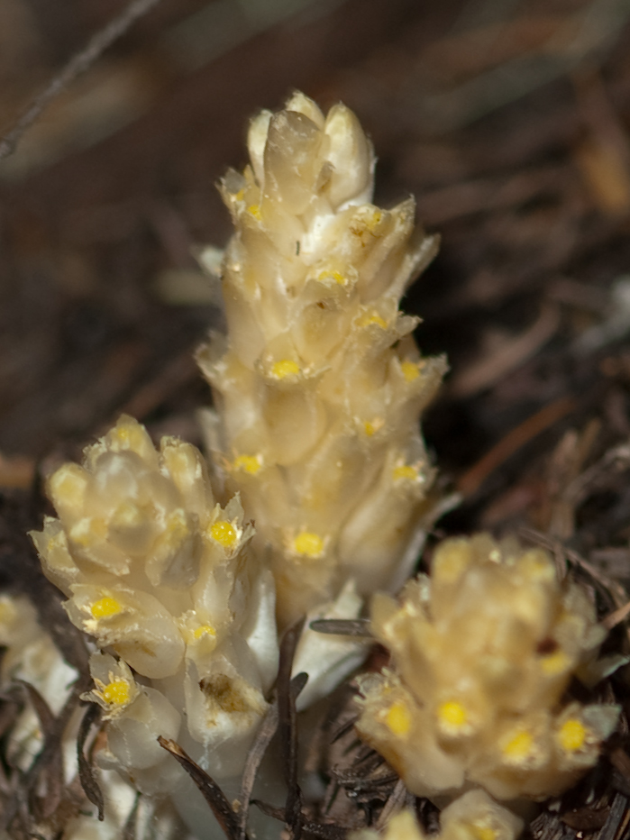 Pleuricospora fimbriolata Pleuricospora fimbriolata