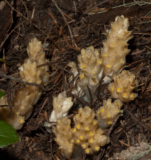 Pleuricospora fimbriolata Pleuricospora fimbriolata