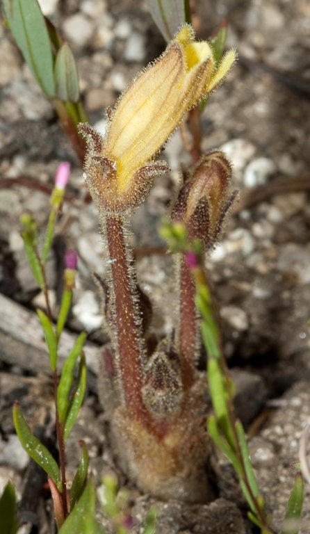 Orobanche fasciculata Orobanche fasciculata