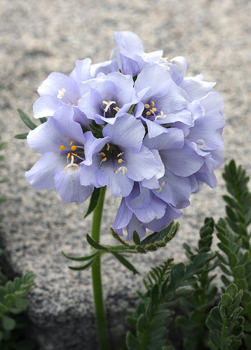 Polemonium viscosum Polemonium viscosum