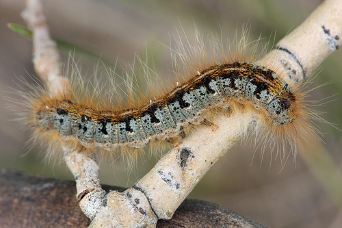 Malacosoma californicum Malacosoma californicum