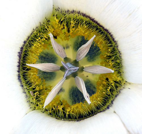 Calochortus gunnisonii Calochortus gunnisonii