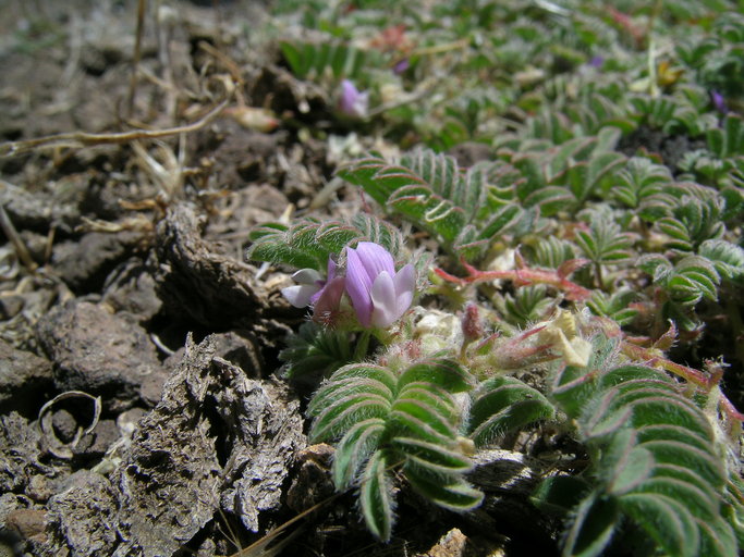 Astragalus anxius Astragalus anxius