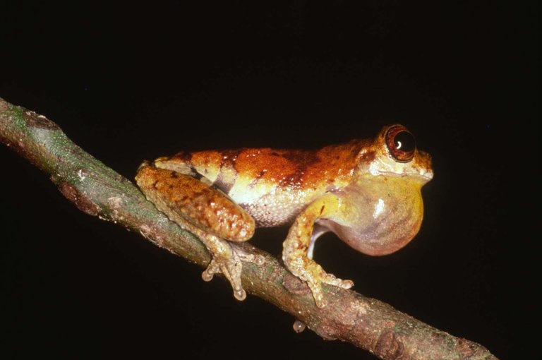 Dendropsophus parviceps