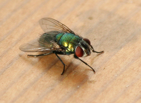 Phaenicia sericata