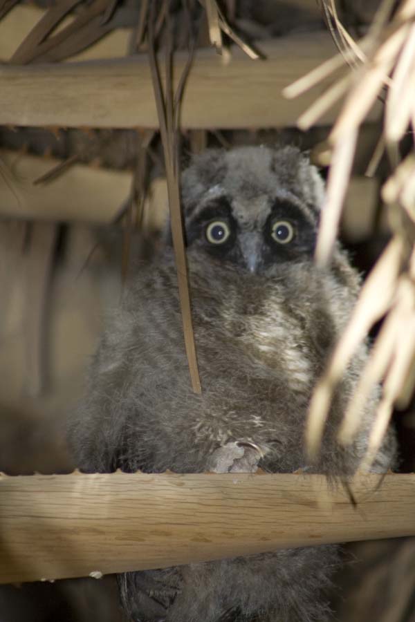 Asio otus Asio otus