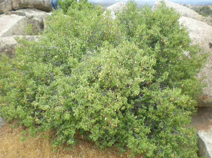 Prunus ilicifolia ssp. ilicifolia