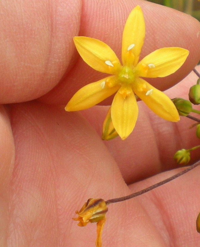 Bloomeria clevelandii