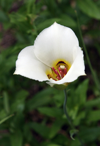 Calochortus nuttallii Calochortus nuttallii