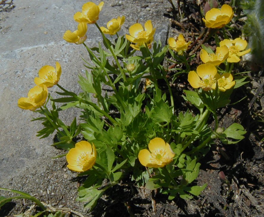 Ranunculus eschscholtzii var. suksdorfii