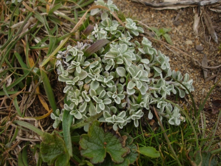 Hesperevax sparsiflora var. brevifolia Hesperevax sparsiflora var. brevifolia