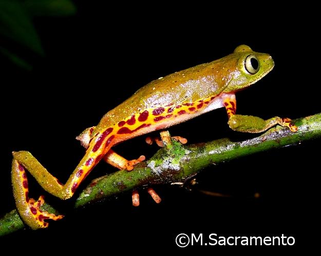 Phasmahyla cochranae Phasmahyla cochranae