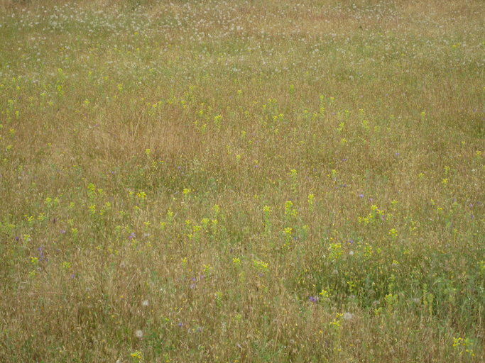 Bellardia viscosa