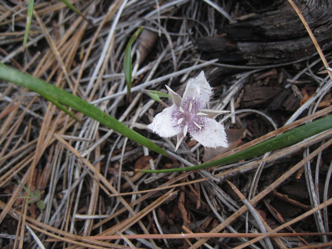 Calochortus tolmiei